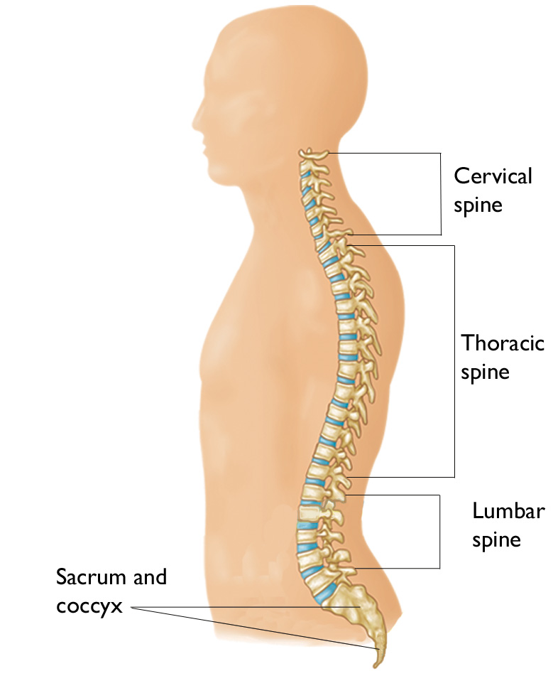 Illustration showing the segments of the spine