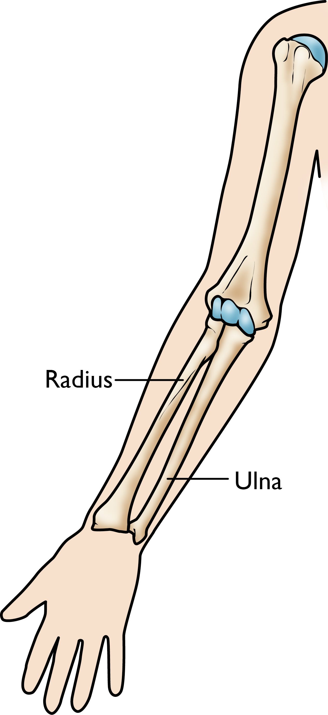 The bones of the forearm
