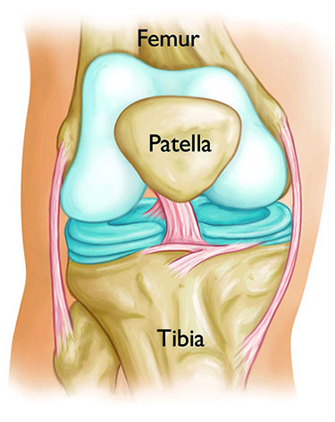 knee anatomy