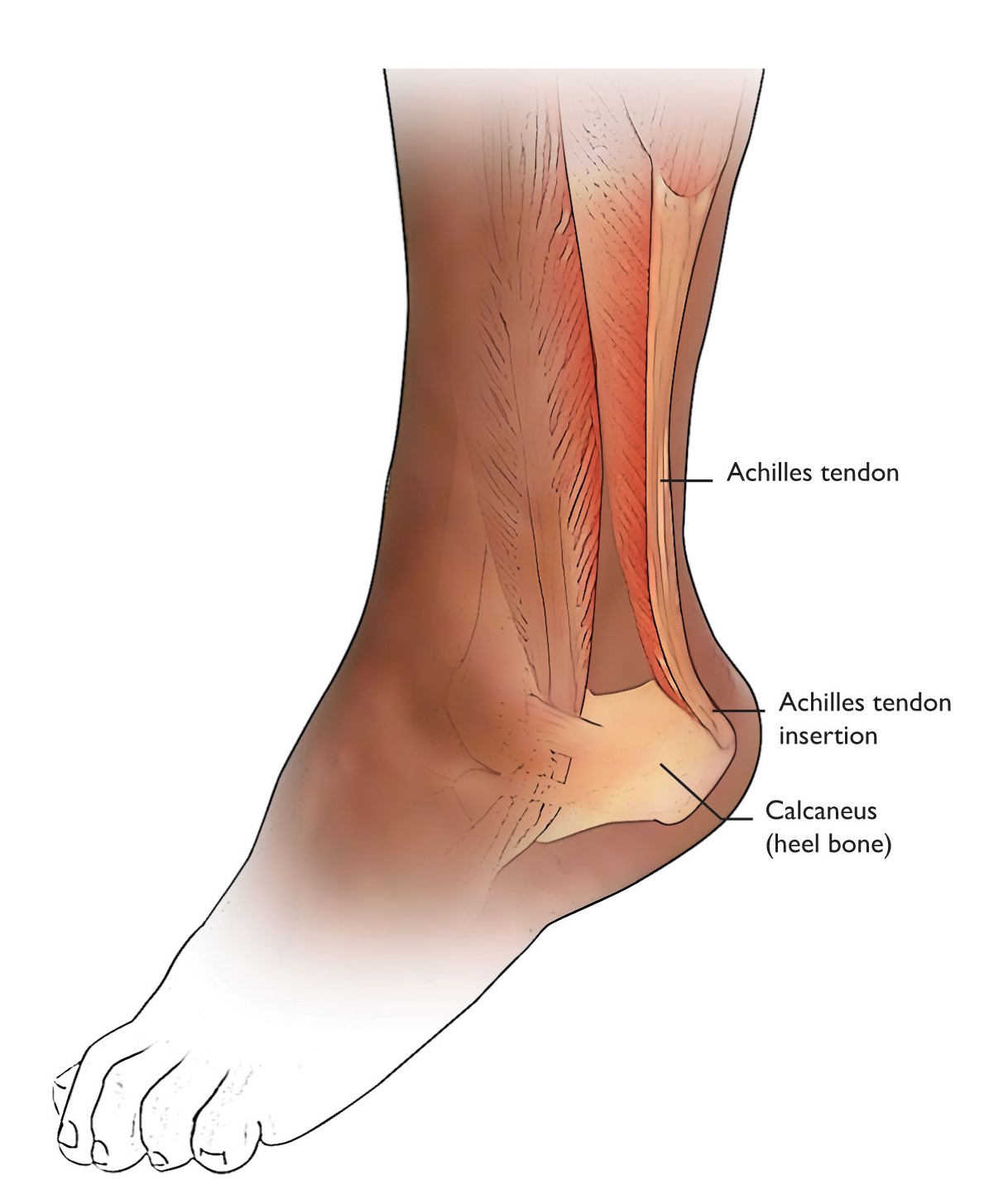 Normal foot and ankle anatomy
