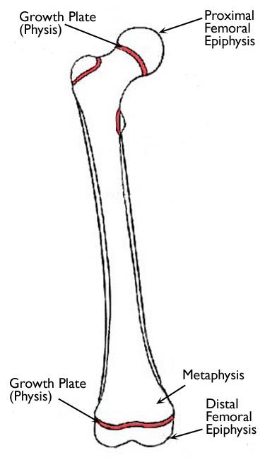 Location of growth plates on femur