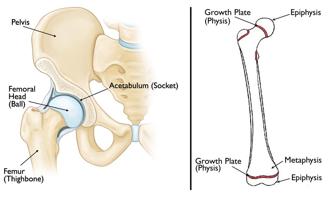 Normal anatomy of the hip