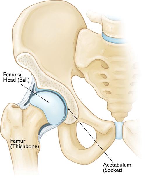 Normal hip anatomy