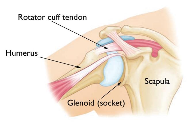 Normal shoulder anatomy