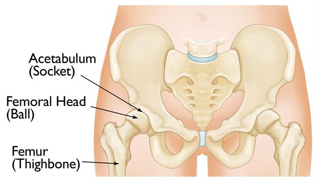 Normal hip anatomy
