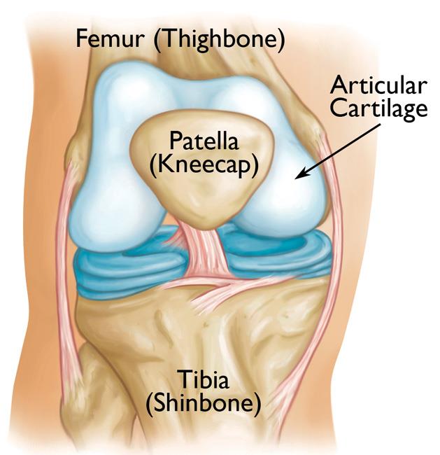 anatomy of the knee