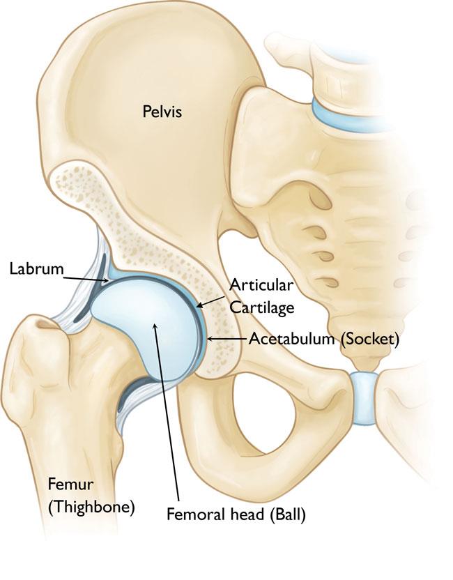 normal hip anatomy