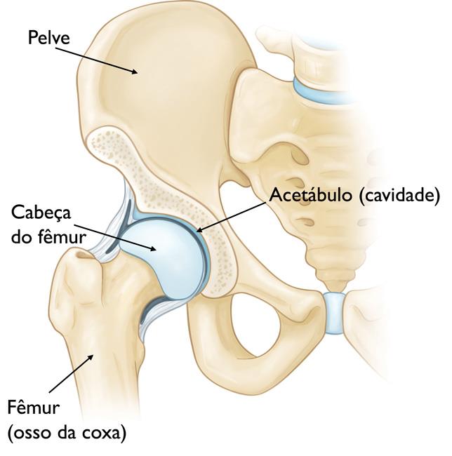 Anatomia de um quadril normal. 